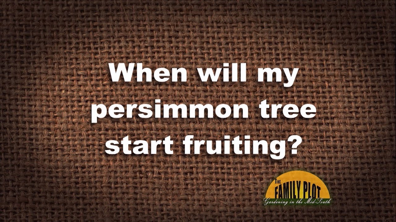 QA – When Will My Persimmon Tree Start Fruiting?