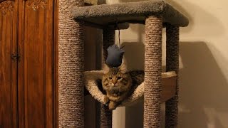 How to DIY heavy Duty Cat Tree  Tower  Climber for a Maine Coon cat