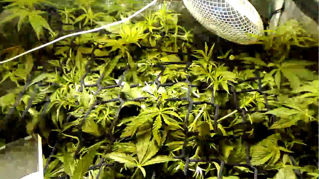 Semana 8 Seguimiento NL5 Haze Mist, Sour Diesel y Auto Critical