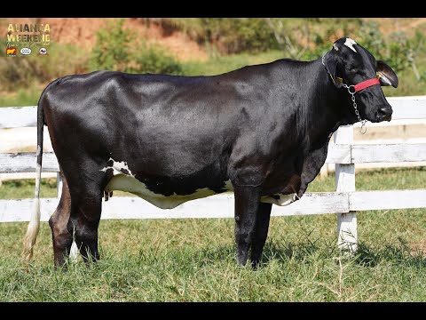 LOTE 79   ALIANÇA WEEKEND   5696BS