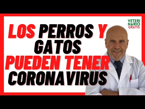 Video: Coronavirus en un canino