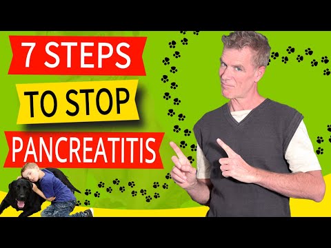 How to Treat Pancreatitis in Dogs (7 Steps to Heal Your Dog at Home)