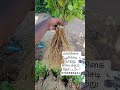 மல்லிகை நாற்று வீடியோ!!கொஞ்சம் share &Like😎✨