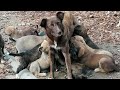 Rescue Mother and 17 Puppies was Abandoned Beside the Road near Forest with High Risk to D.e.ath