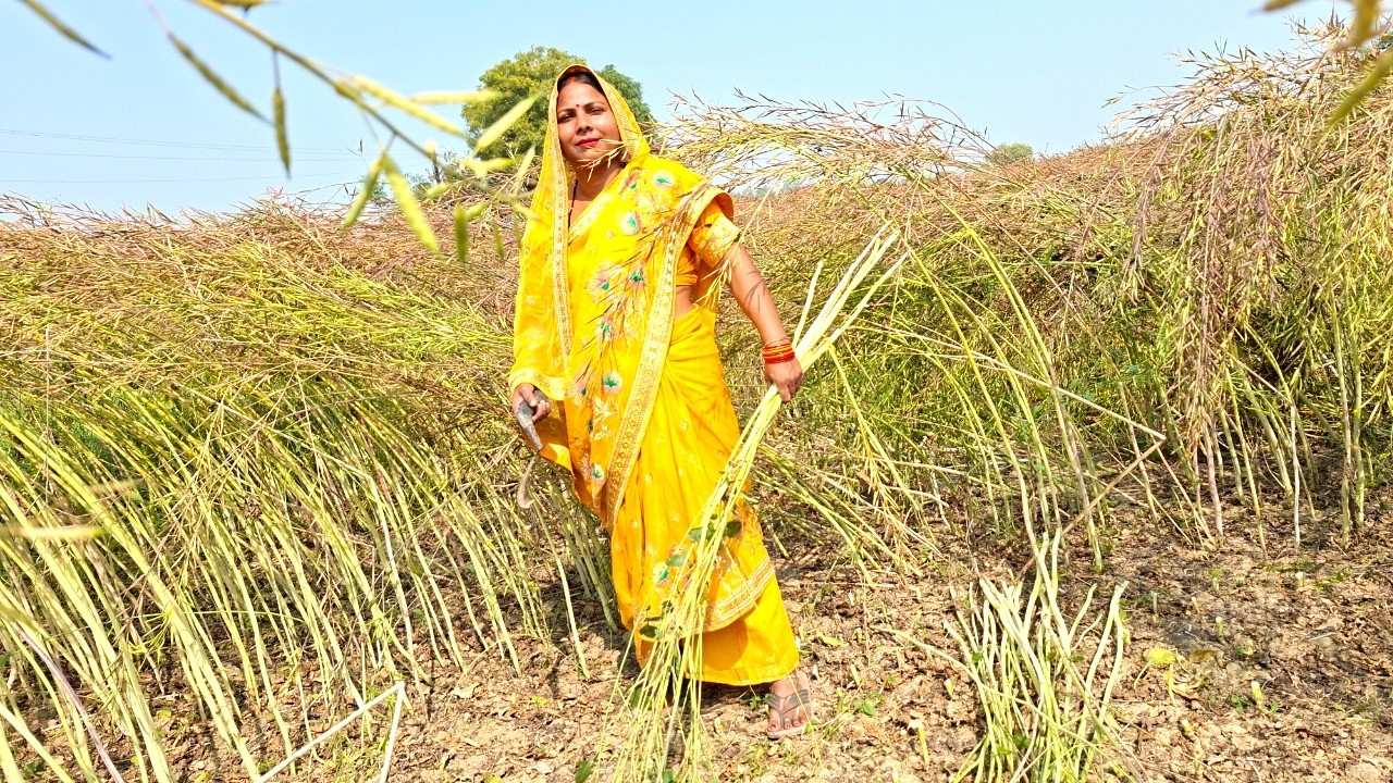 मजदूर अब आसानी से नहीं मिलते आज खेत के सरसों की कटाई करानी हैं 😊