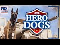 Hero Dogs • Now Available on Fox Nation