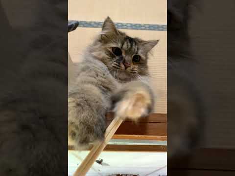 Jump！ジャンプ！飛びつく猫【サイベリアン】 #shorts