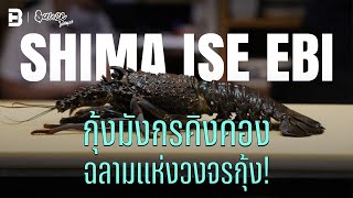 ‘Shima ise ebi’ กุ้งมังกรคิงคอง ฉลามแห่งวงจรกุ้ง! | #Sauceใต้สมุทร [Dir. zombie]
