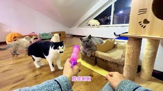 给十几只猫买来玩具逗猫枪全程谁玩得最高兴猫都会抢答了