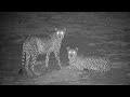 Ranger Insights | Cheetah