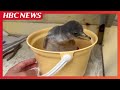 ジェンツーペンギンの赤ちゃんすくすく 今月2日誕生、体重88グラム&rArr;540グラム 成長の様子SNSで公開 北海道・おたる水族館
