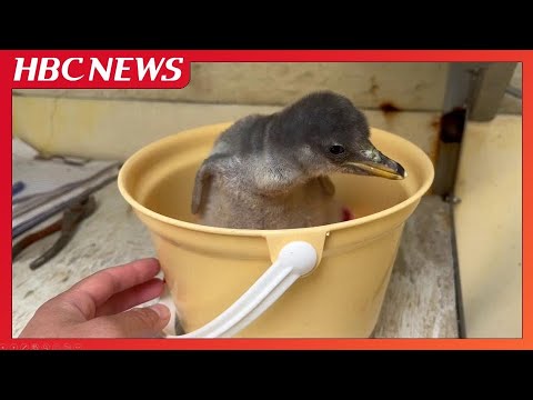 ジェンツーペンギンの赤ちゃんすくすく 今月2日誕生、体重88グラム