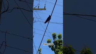 Ep. 0768 I The Crow || #short #viralvideo #asmr #trendingshorts #amazing #birds