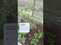 #помидоры