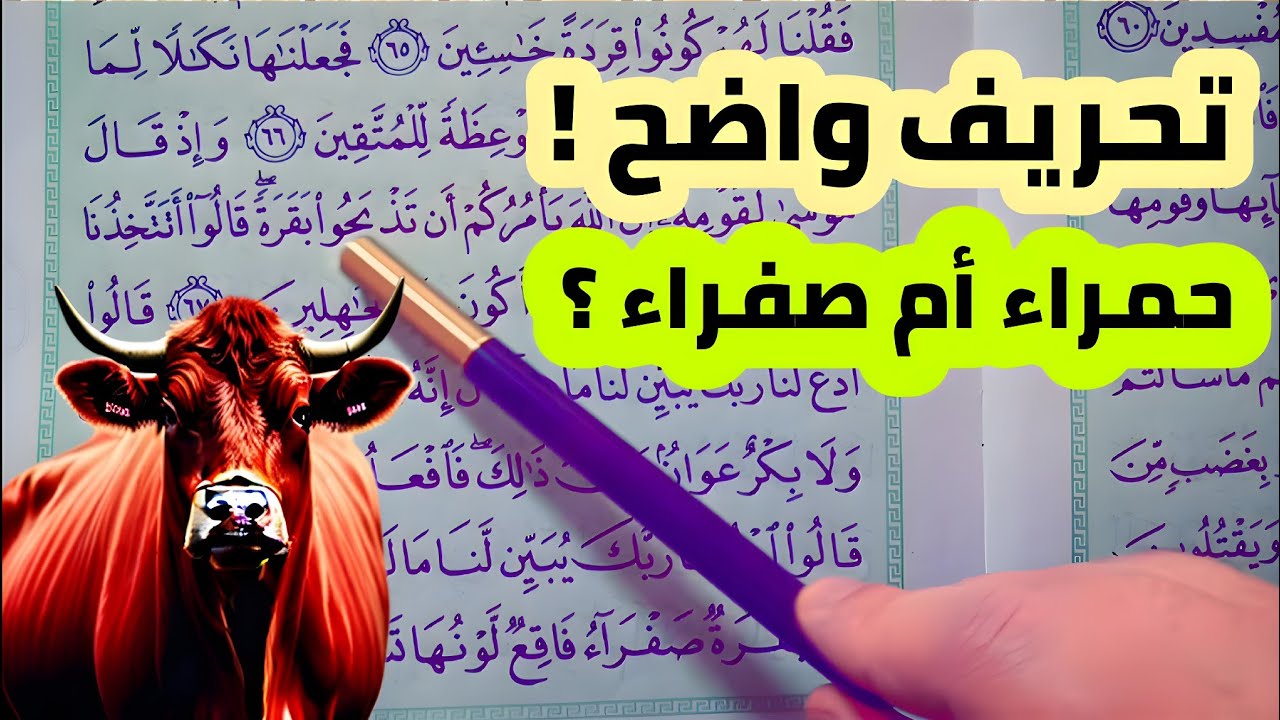 علاقة طقس البقرات الحمراء ببقرة بني اسرائيل الصفراء في القرءان🟥🟨