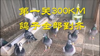 【小悠赛鸽】202期：2023春第一关300KM，全部到齐