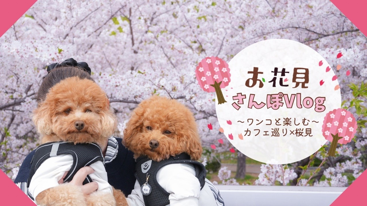 トイプードル】食べて食べて癒された日🌸🍡 - YouTube