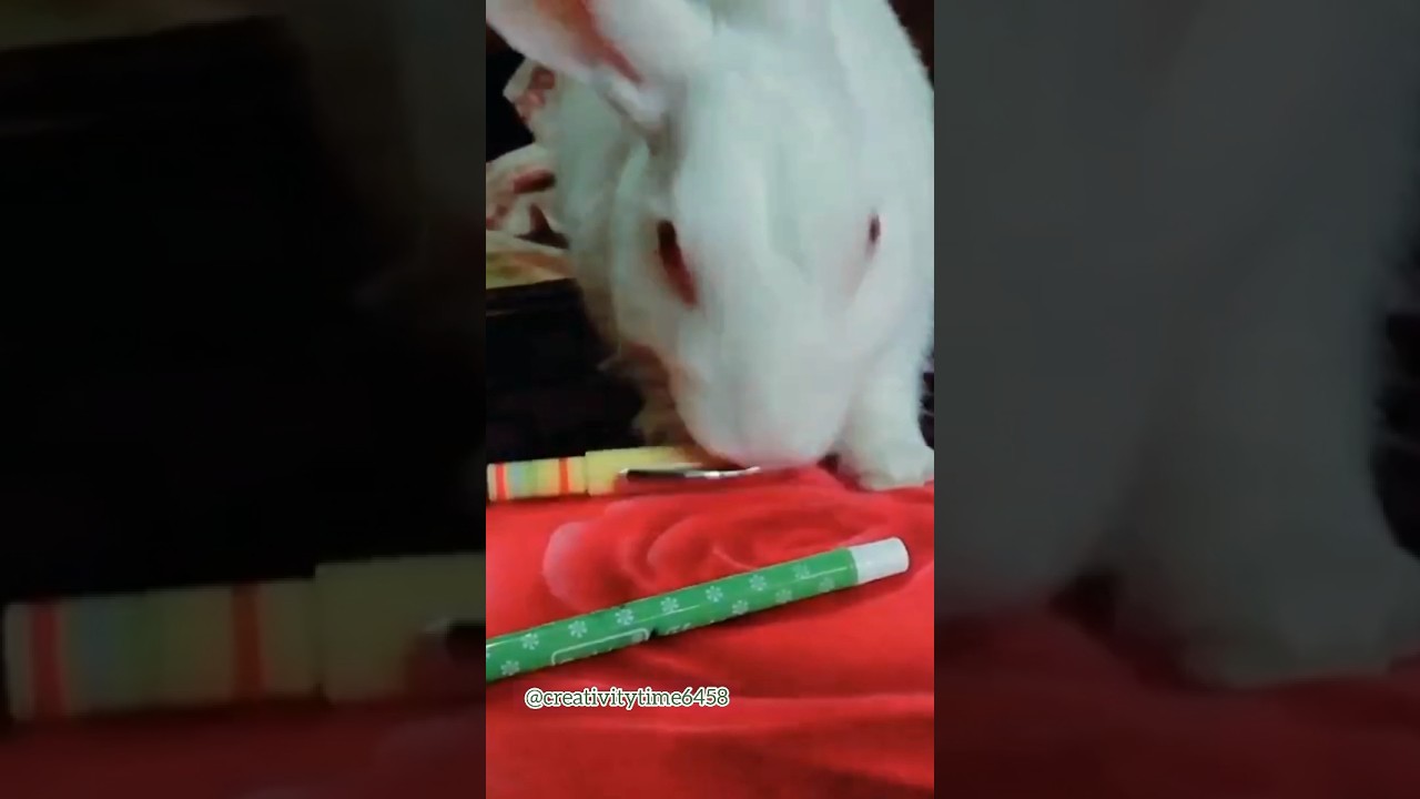 kittu's play time ।