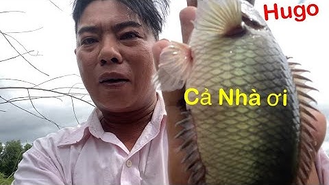 Câu cá rô đồng .Cá trê móc một lổ toàn là hugo không hoà khánh đông đức hoà long an