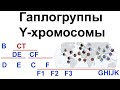 Гаплогруппы Y-хромосомы человека. Происхождение современных неафриканских линий Y-ДНК