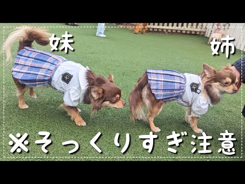 チワワ姉妹の誕生日♡実の姉妹で誕生日当日をドギーズアイランドで遊びつくしました!【チワワ】【チョコタン】