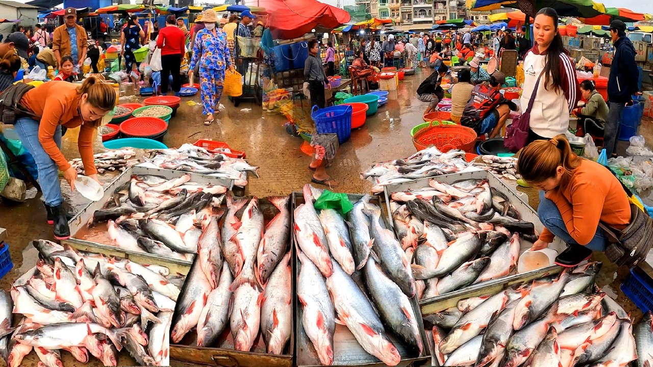 Cambodia Fish Distribution Market, Fish Taken Out Fresh Containers, Fish Jumping out Tank