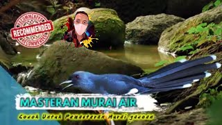 Download Lagu Murai Air GACOR Nembak RAPET | Masteran murai batu mp3 durasi panjang MP3