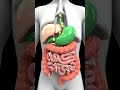 What&#39;s REALLY Happening Inside Your Intestines When Parasites Take Over