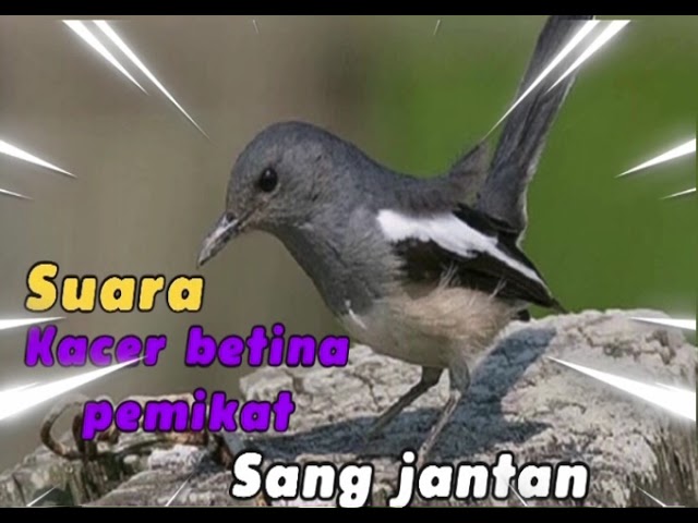 Suara burung kacer betina 100% ampuh untuk memikat sang jantan class=