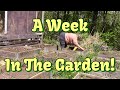 A week in the garden