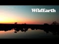 WildEarth - Sunset  Safari - 01 Aug 2022
