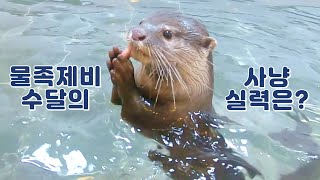 아기수달과 까꿍놀이&미꾸라지사냥 [돌체♥라떼 일기;한국에서 수달 키우기 06]
