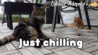 Taking my cat on a patrol, then just chilling on a hot day【日本語CC】