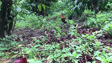 Bẫy gà rừng .. sáng 22-12-2020