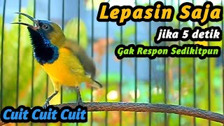 Cuit Cuit Sogon Gacor Penaik Emosi Sogon Trotol Gacor Dor Langsung Naik Nembak Panjang  Isian