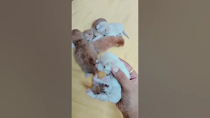 3 days old kittens#love to see them growing #catlovers 💗💗