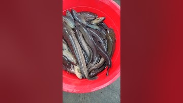 Cá lóc, cá rô, cá trê vàng #shorts