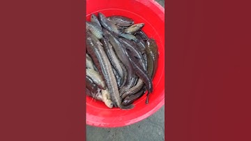 Cá lóc, cá rô, cá trê vàng #shorts