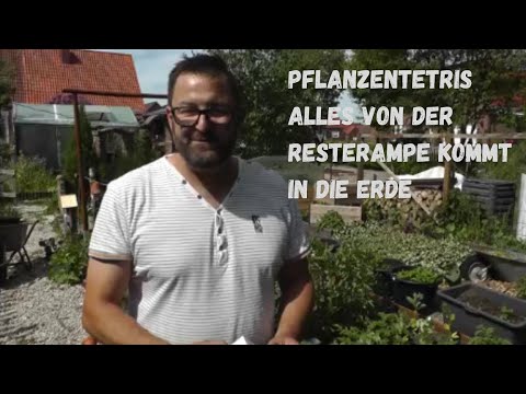 Video: Polyanthus-Rose: Foto, wächst zu Hause aus Samen, Rezensionen