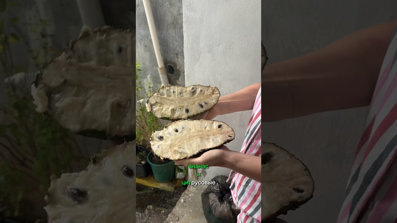 Бразилия: фрукт Гравиола 