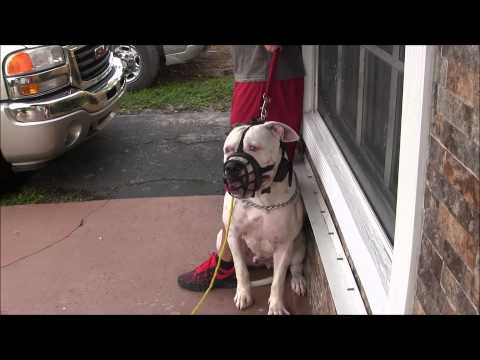 (part-3)--aggressive-american-bulldog-has-lost-his-mind!-red-zone-dog-bites-the-miami-dog-whisperer