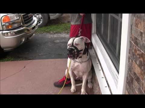 (Part 3) Aggressive American Bulldog Has Lost His Mind! Red Zone Dog Bites The Miami Dog Whisperer