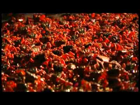 ANIMAL NATION - RED CRABS CRAZY ANTS - YouTube