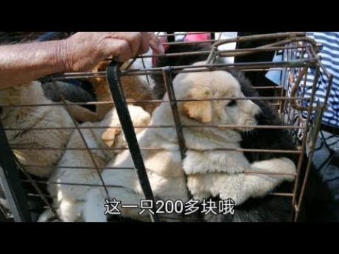 农村狗市200多块一只土狗，老大爷相中一只要价230，大家觉得值吗