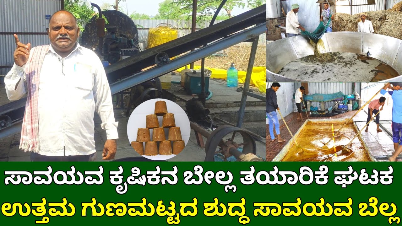 ಸಾವಯವ ಕೃಷಿಕನ ಬೆಲ್ಲ ತಯಾರಿಕೆ ಘಟಕ | ಉತ್ತಮ ಗುಣಮಟ್ಟದ ಶುದ್ಧ ಸಾವಯವ ಬೆಲ್ಲ | organic jaggery making prosess