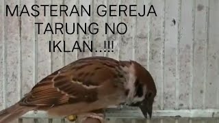 Download Lagu Masteran Gereja Tarung Nyeret Panjang Terbaik 2021. Download Lagu Masteran Gereja Tarung Nyeret Panjang Terbaik 2021.