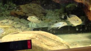Download Lagu Retroculus lapidifer in QT tank - day 1 Download Lagu Retroculus lapidifer in QT tank - day 1