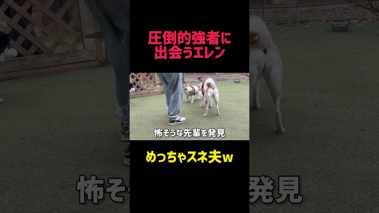 ドッグランの覇者に出会う子犬#ドッグラン #甲斐犬 #フレンチブルドッグ #犬のいる暮らし #犬動画 #犬同士 #犬の出会い #可愛い犬