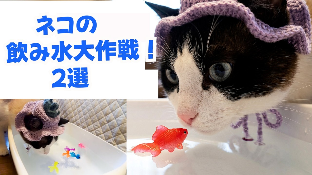 じゃれねこ『6月☆17 金魚×猫ちゃん②』 メーカーオフィシャルショップ