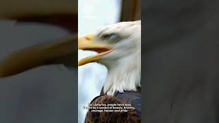 Soar Like The Eagles